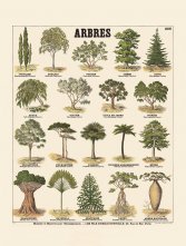 Planche d’arbres d’Émile Deyrolle, xixe siècle